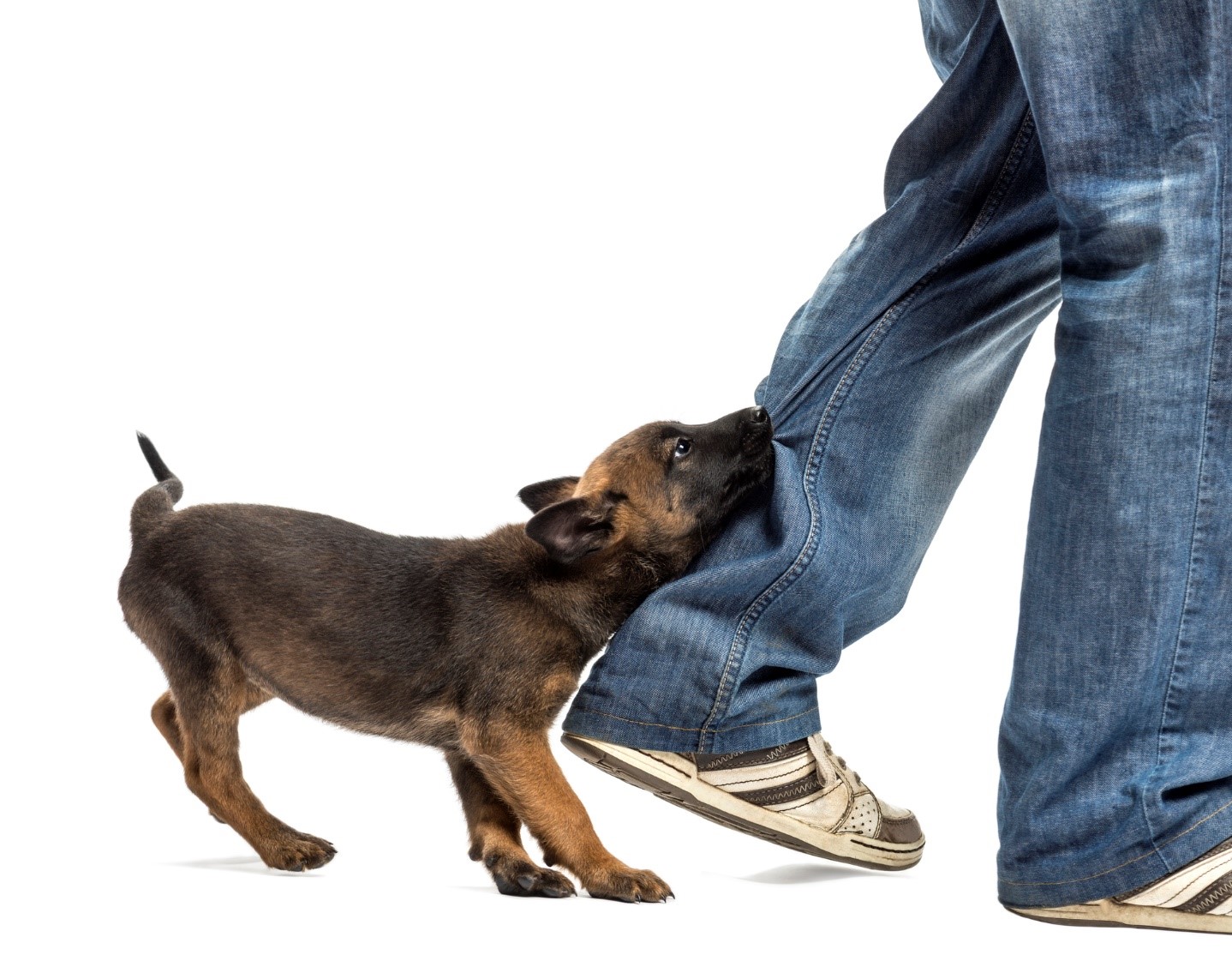 Puppy biting mans jeans on his leg