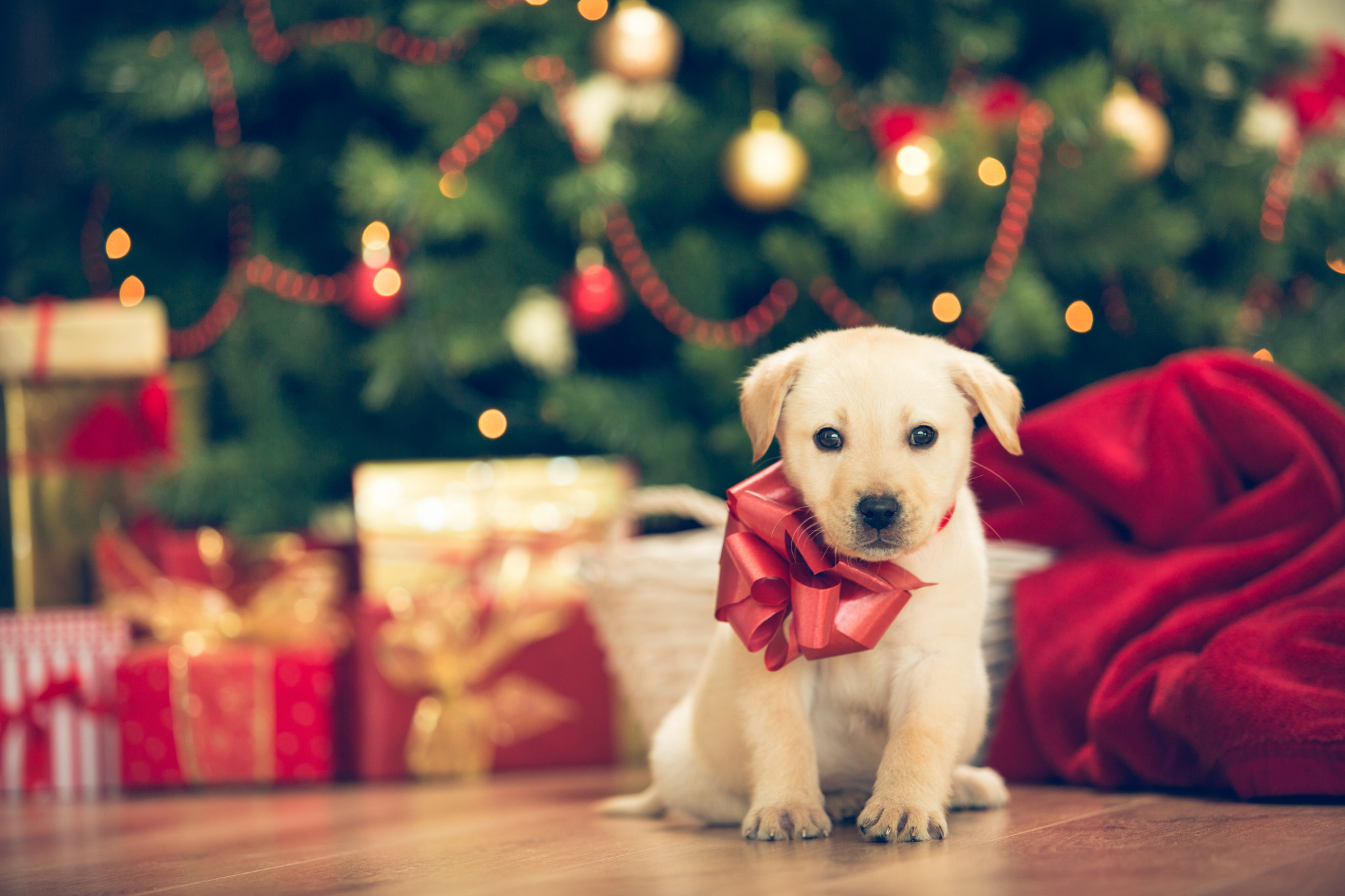 insurance for holiday puppies