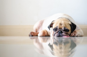 Pug laying on floor with tongue out