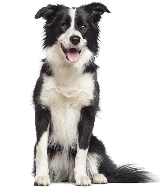 a pretty black and white border collie dog is sitting