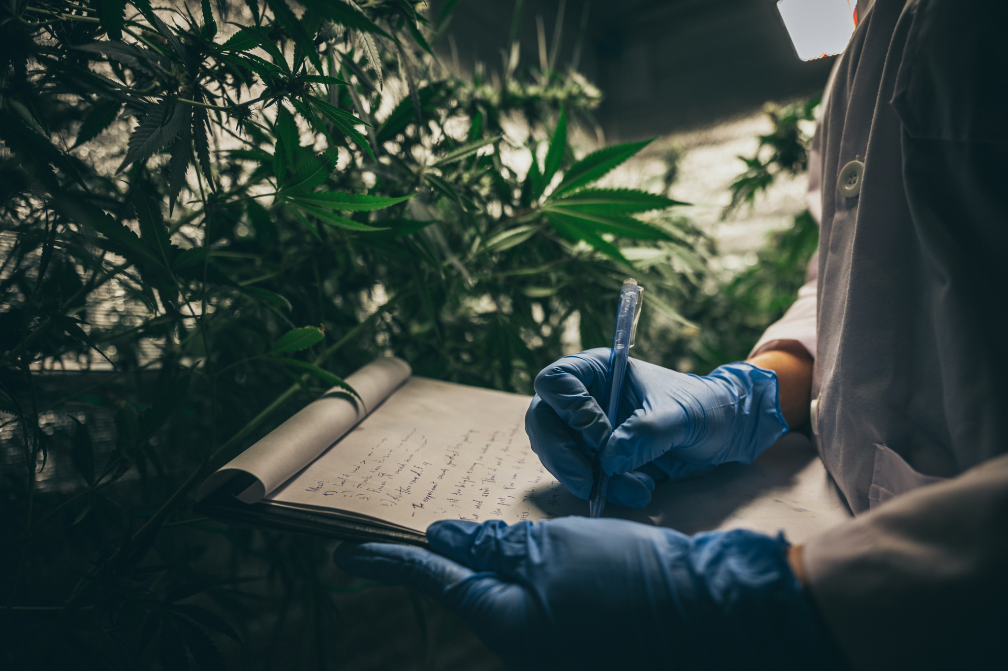 Cannabis and hemp insurance | Scientist checking hemp plants