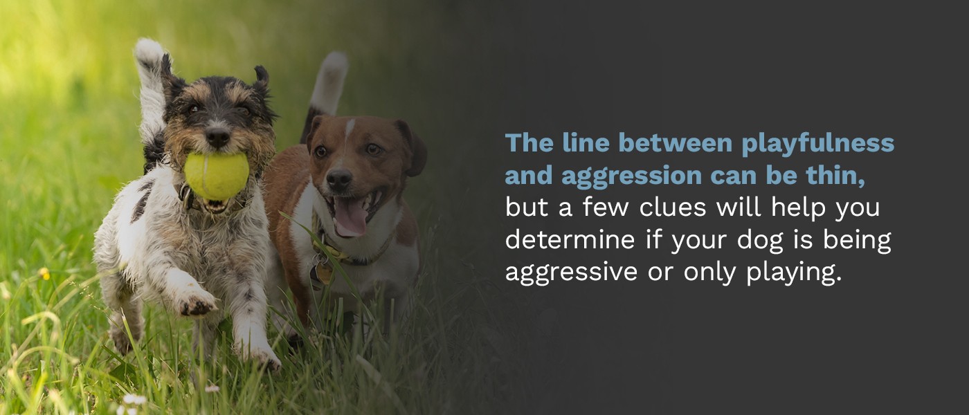 Reasons Why Your Dog May Bite | Why Your Dog May Be Aggressive
