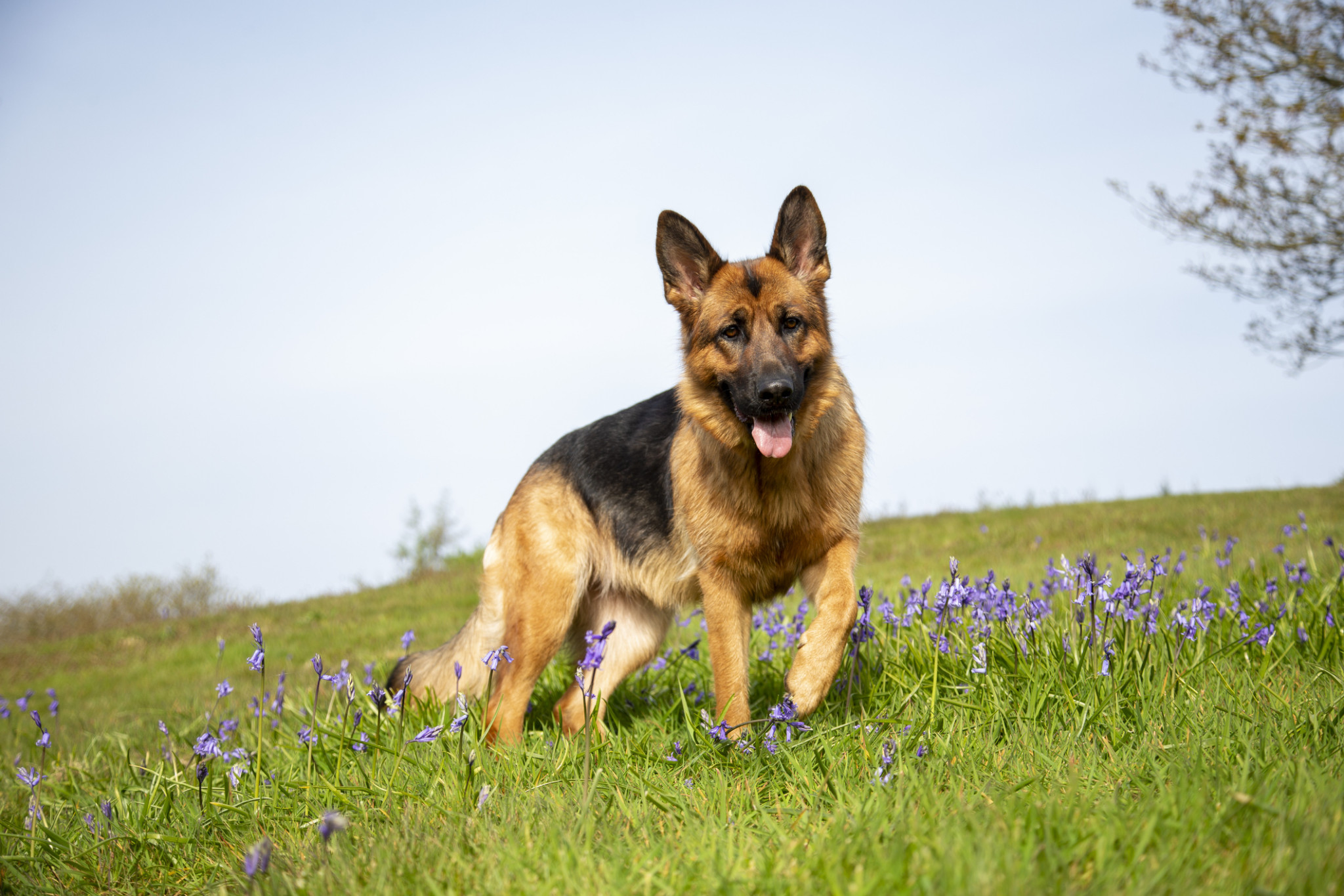 German Shepherd Liability Insurance