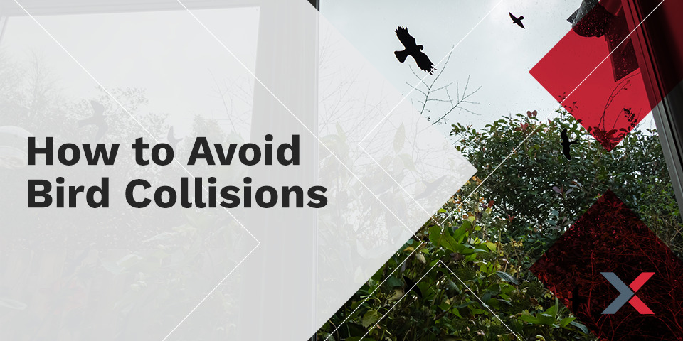 How to Avoid Bird Collisions