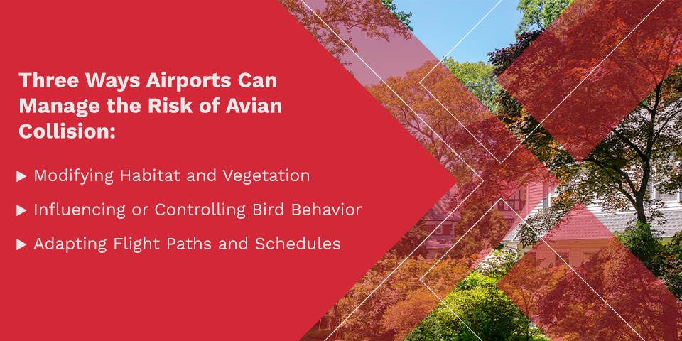 Three Ways Airports Can Manage the Risk of Avian Collision