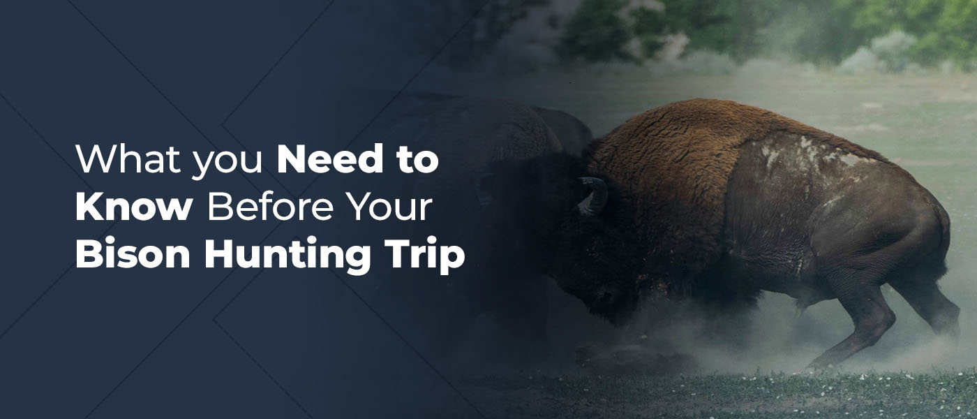 What You Need to Know Before Your Bison Hunting Trip