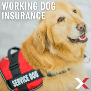 working dog insurance