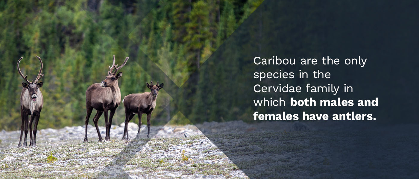 confirm-sex-caribou-hunt