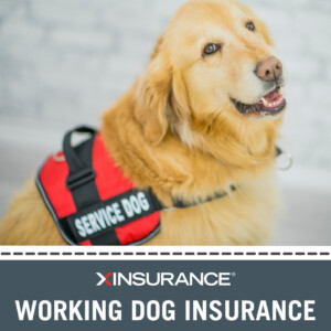 working dog insurance