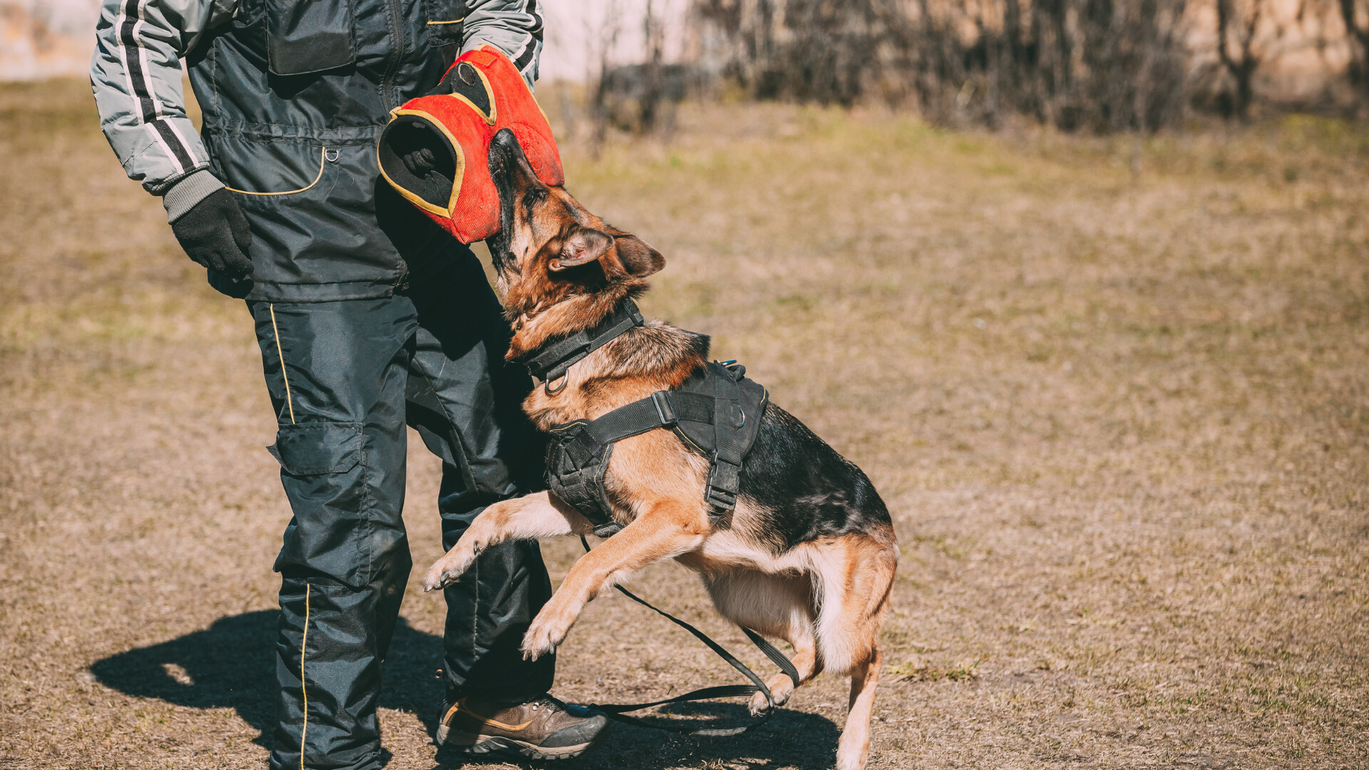 Training Tips for Guard Dogs