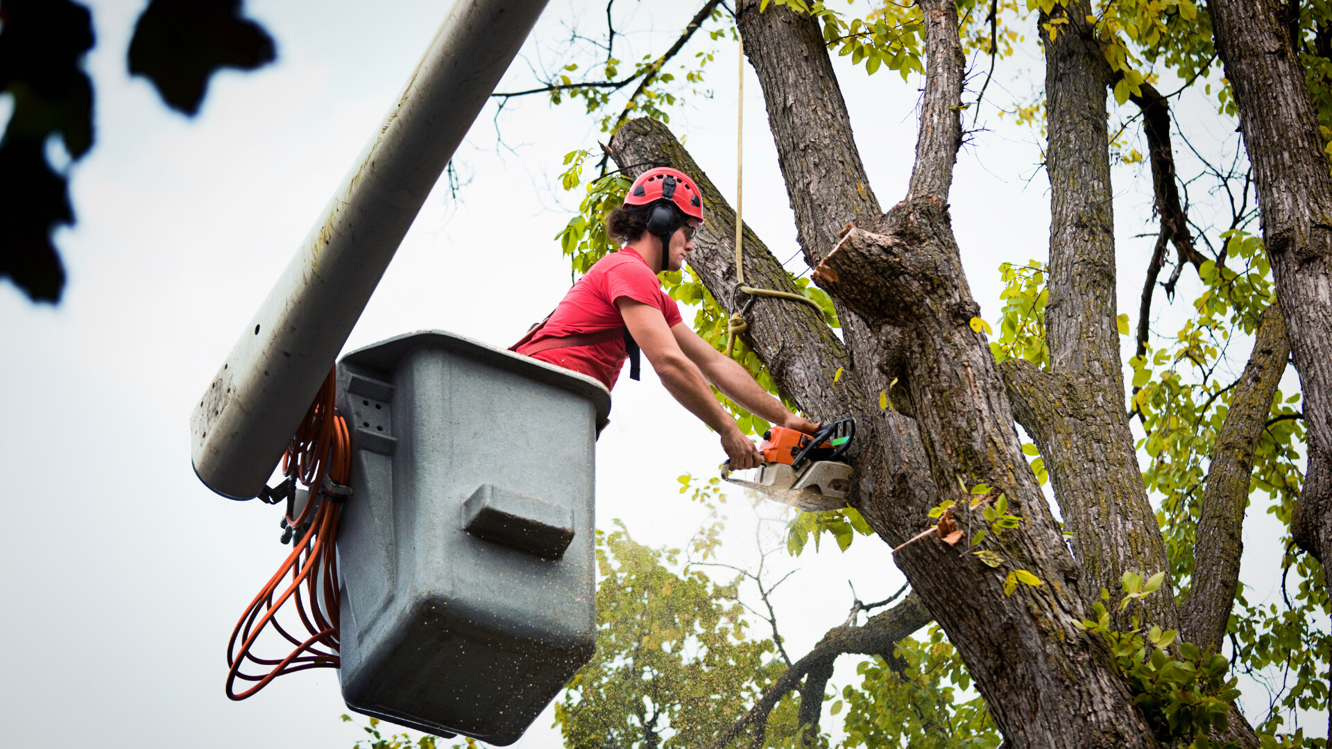 Top 10 Safety Tips for Tree Service Companies